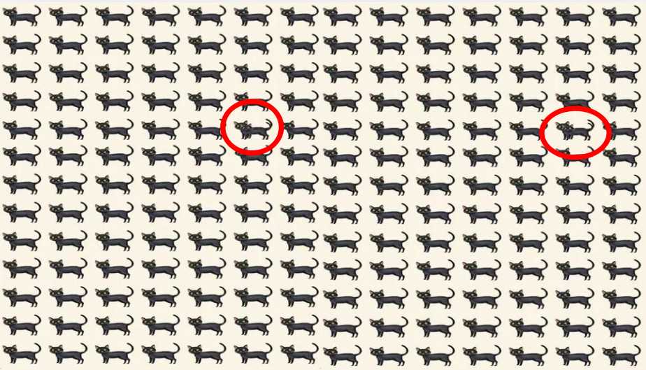 find two odd cats solved find two odd cats solved