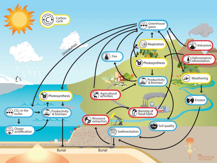 what is carbon cycle-1
