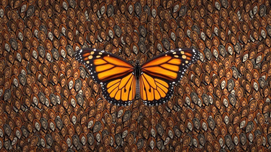 spot the hidden butterfly-solution