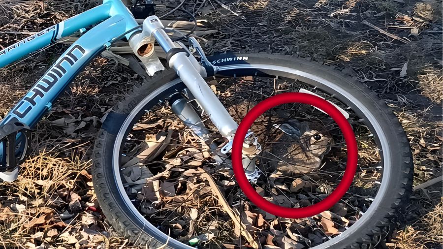 find the hidden rabbit-solution