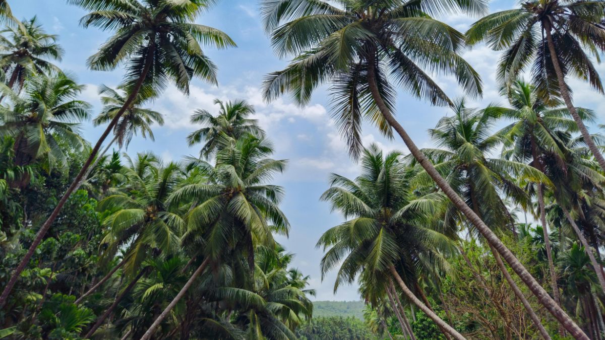 land of coconut trees