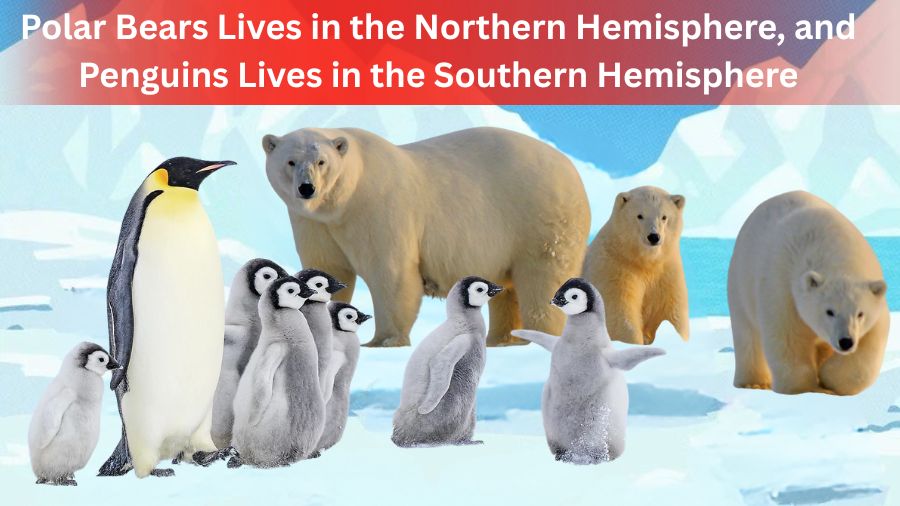 find the mistakes in this Polar Landscape-solution