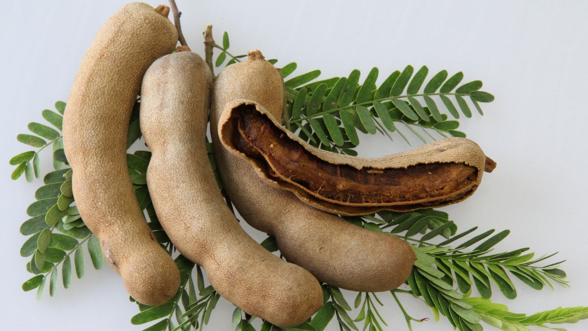 tamarind producer