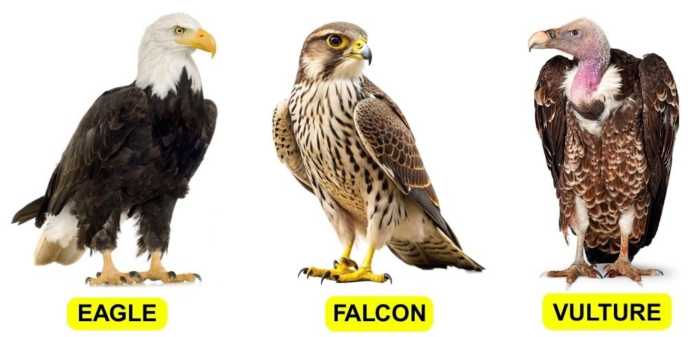 birds-of-prey-name-that-thing-puzzle-answer