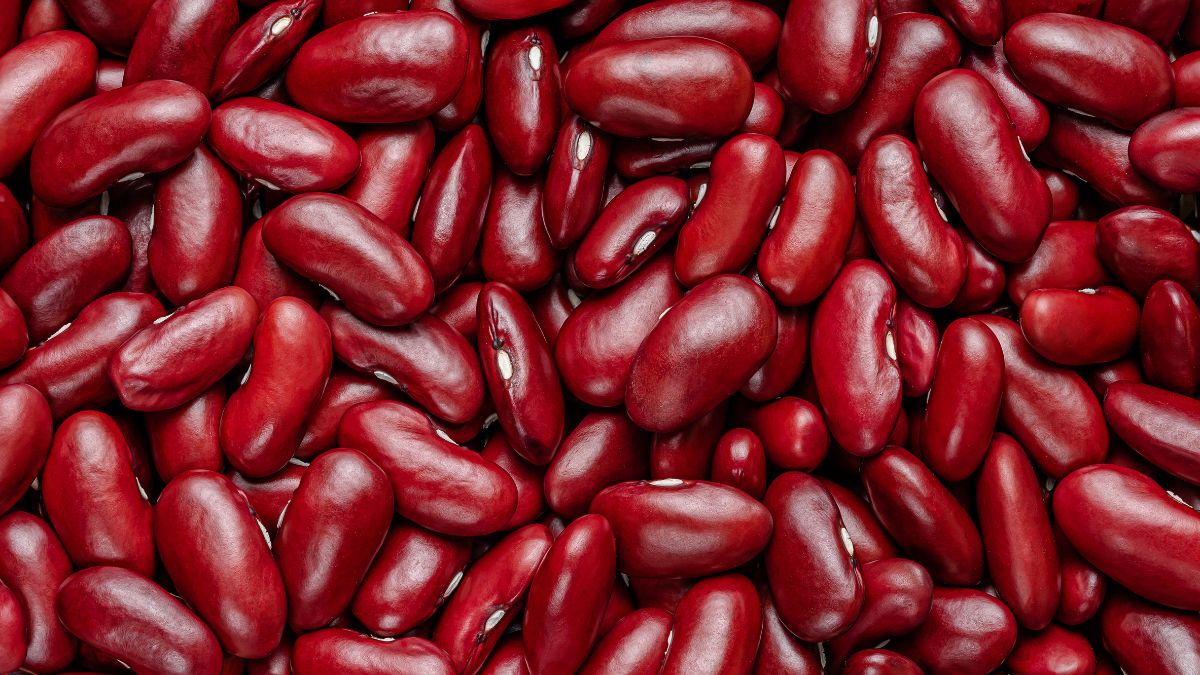 producer of kidney beans