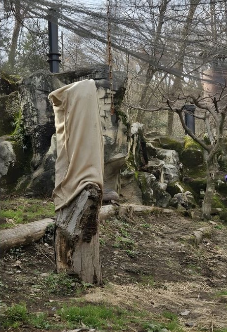 spot the hidden snow leopard-question