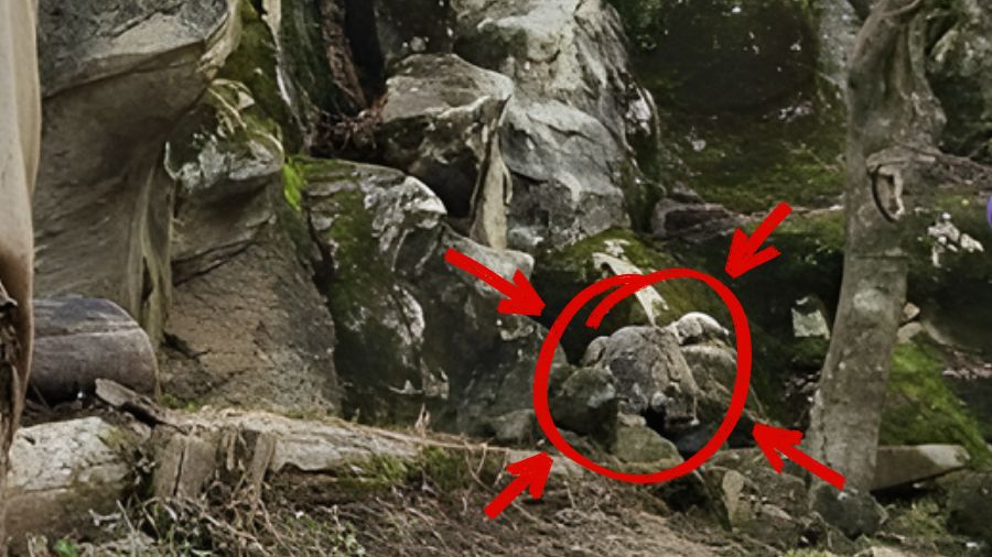 spot the hidden snow leopard-solution