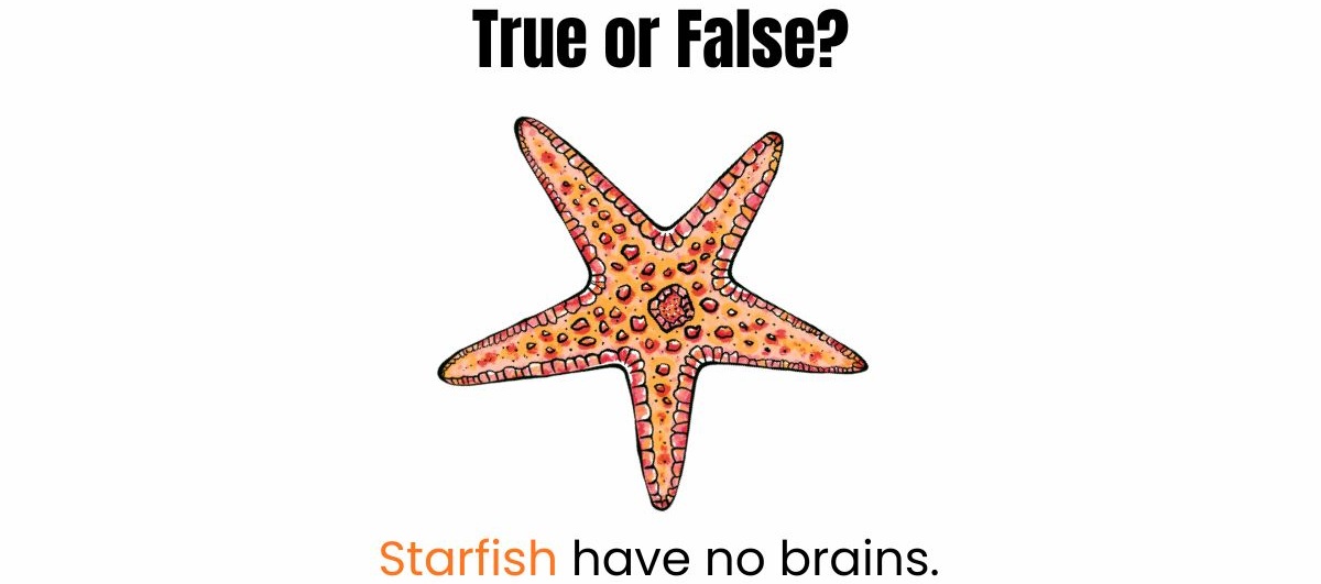true-or-false-quiz-with-answers-animals-facts
