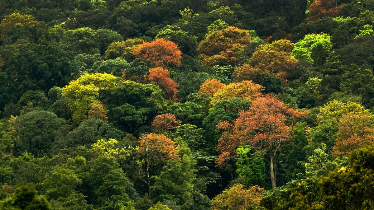 largest forest area in india