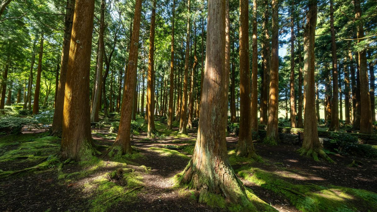 state with largest forest area in india