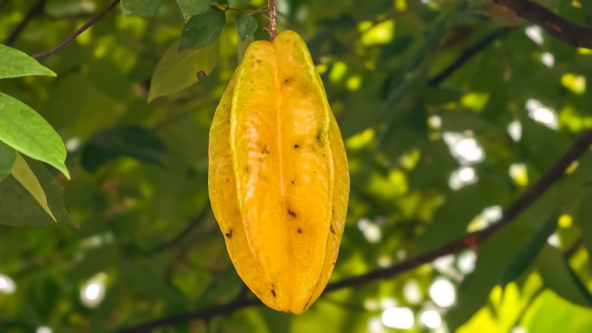 largest star fruit producer