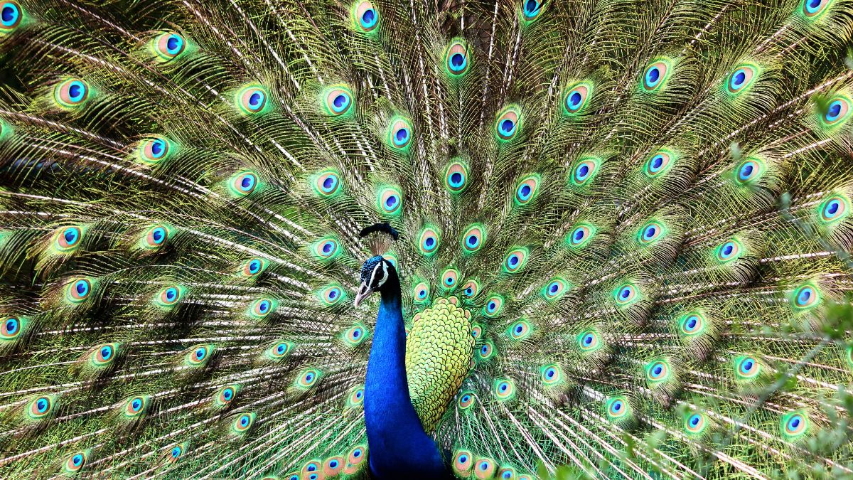 peacock (2)