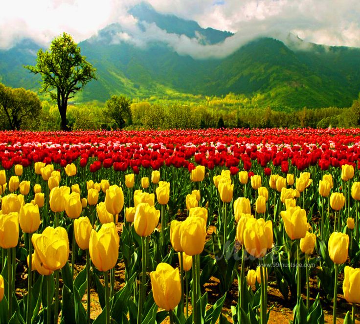 tulip garden