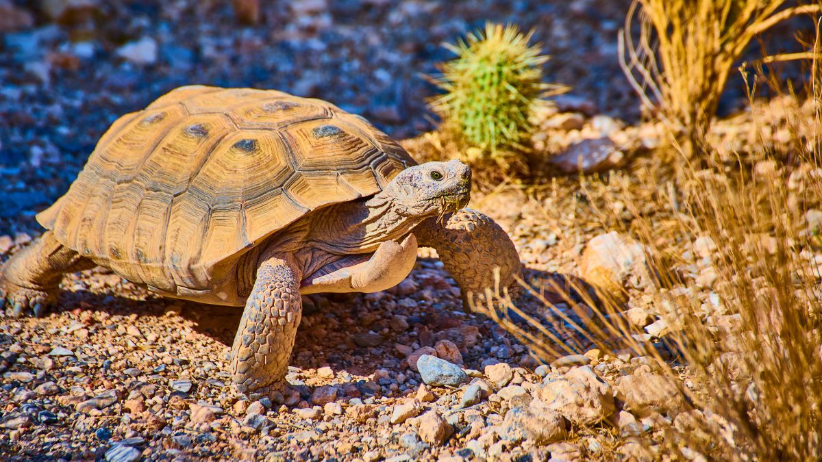 giant tortoises
