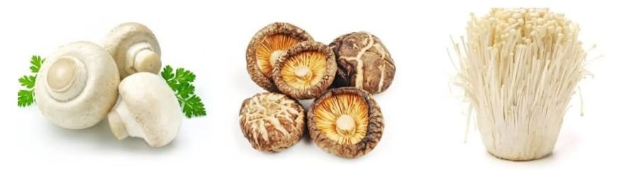 name that thing types of mushrooms types-of-mushrooms-name-that-thing-puzzle