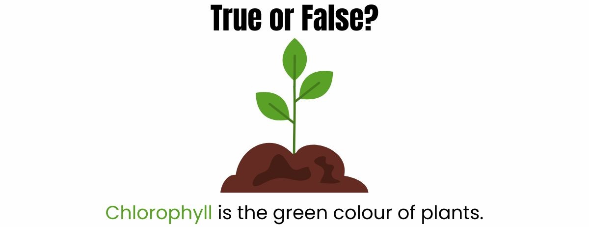 true-or-false-quiz-chemicals