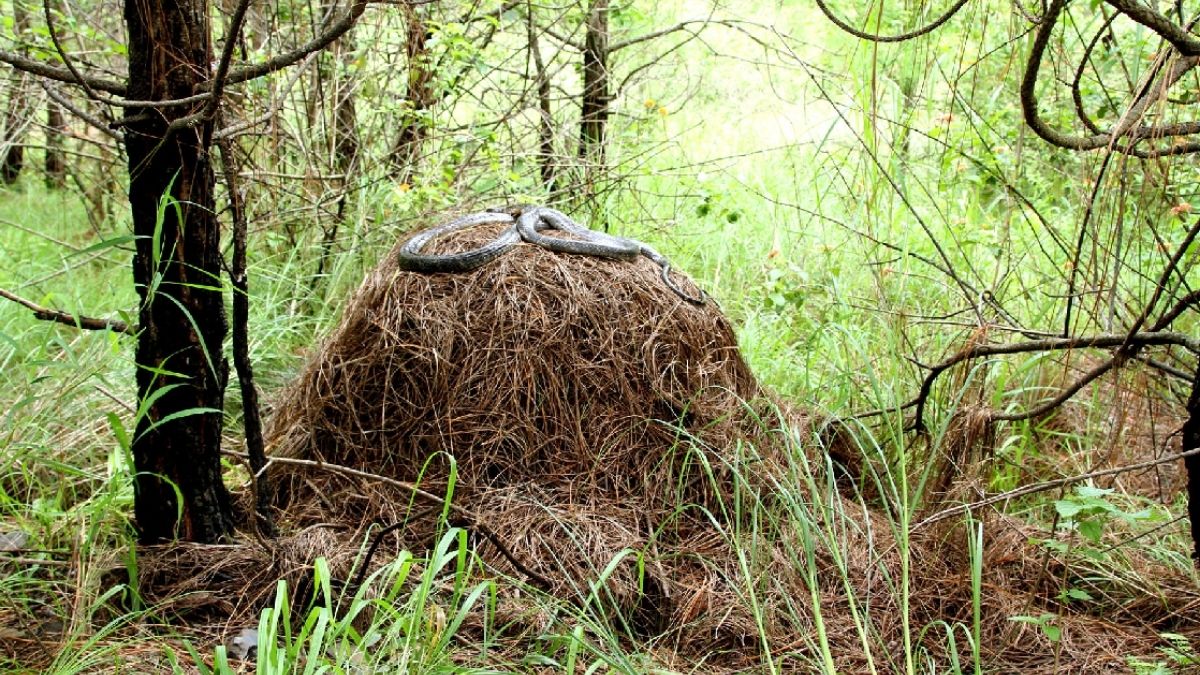 Nest of King Cobra National Reptile of India