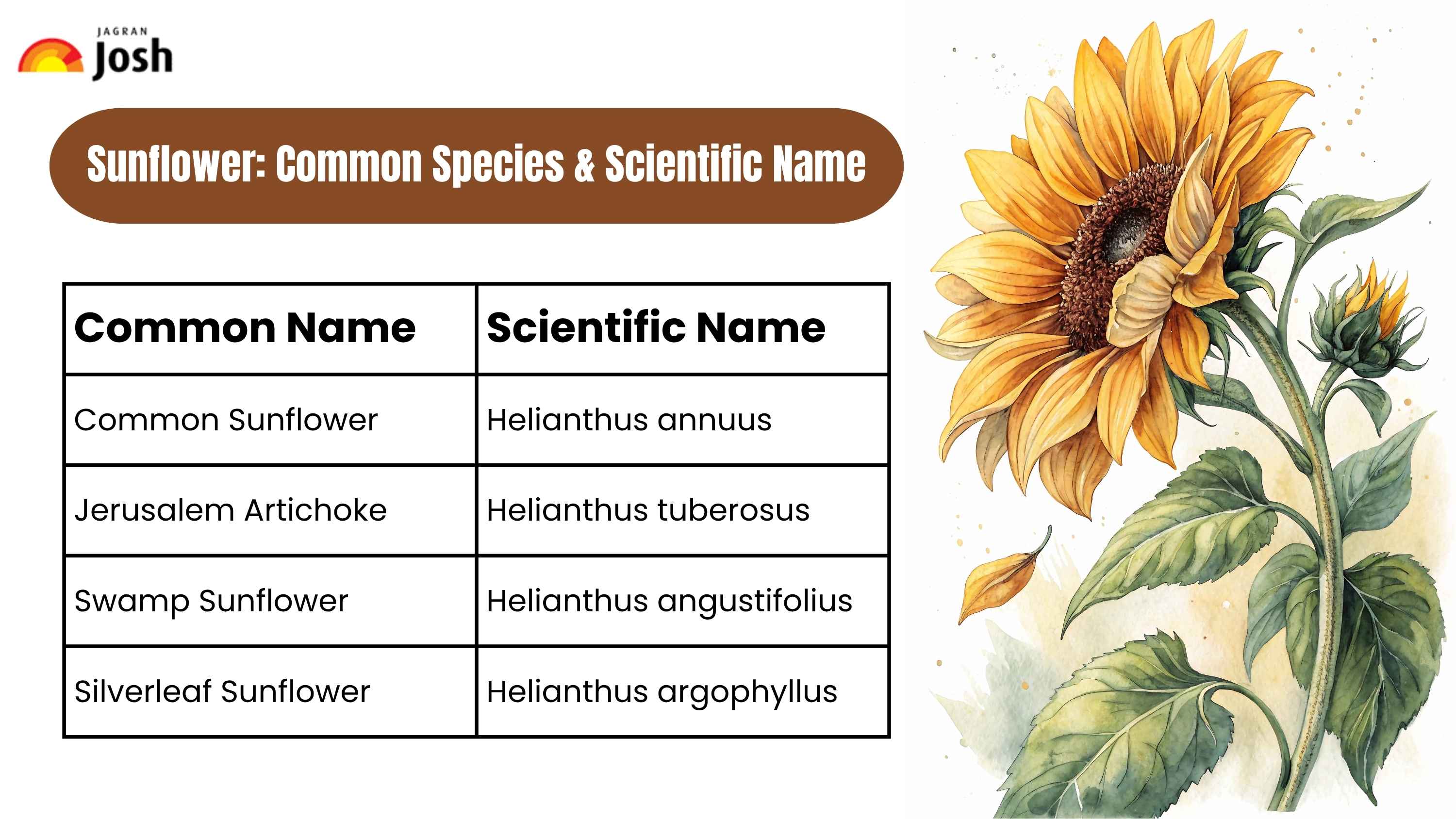 Common Type of Sunflower
