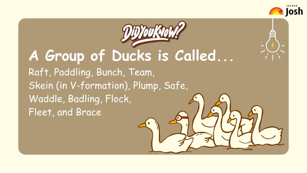A group of Ducks is called