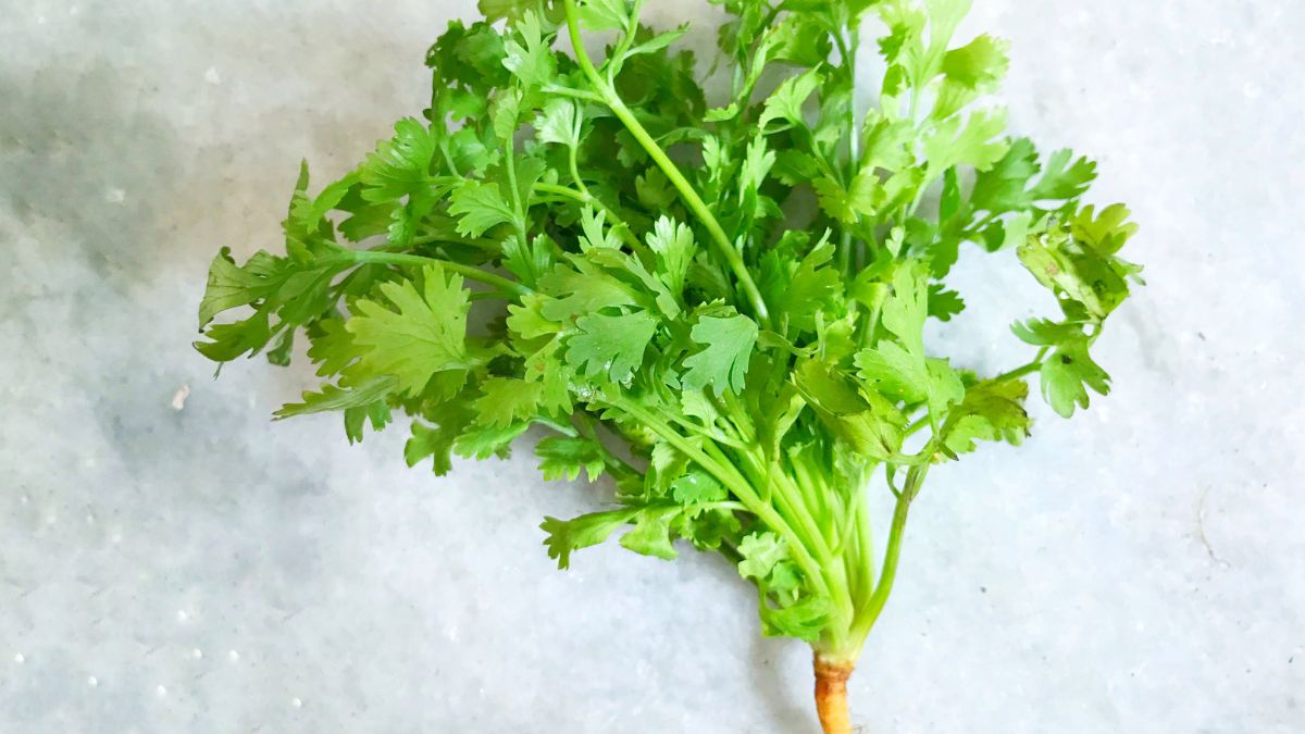 best Coriander 