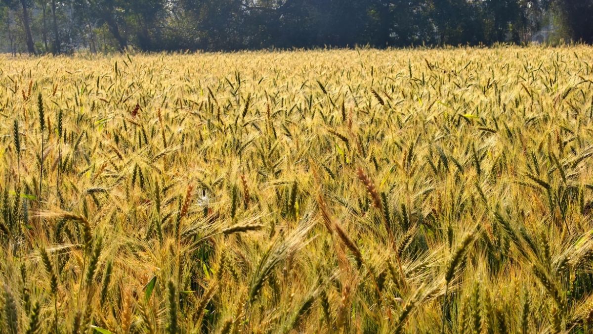 Golden Wheat Field in India