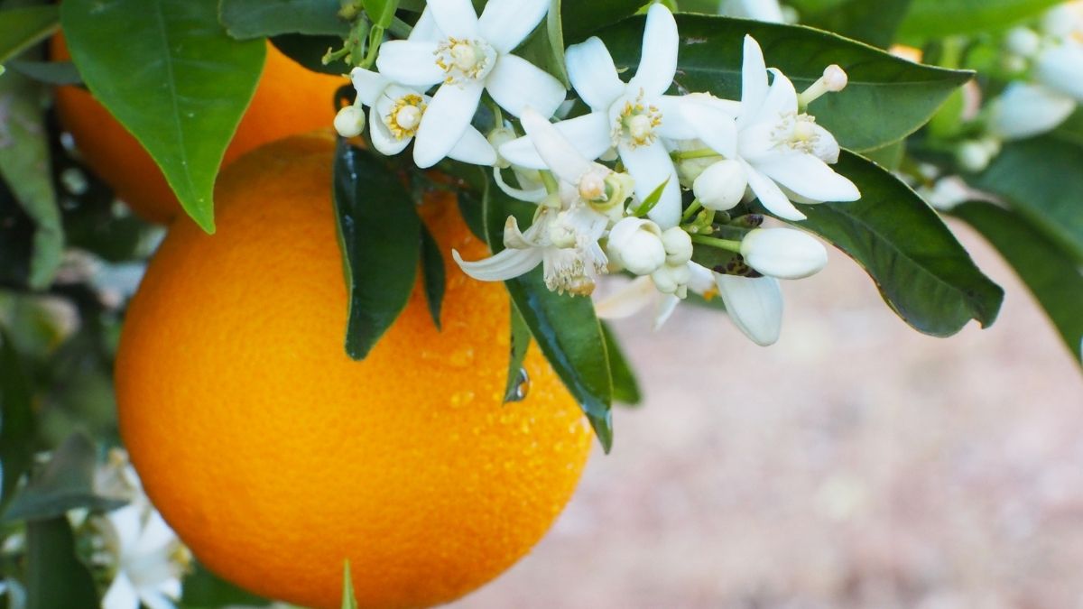 Orange Blossom