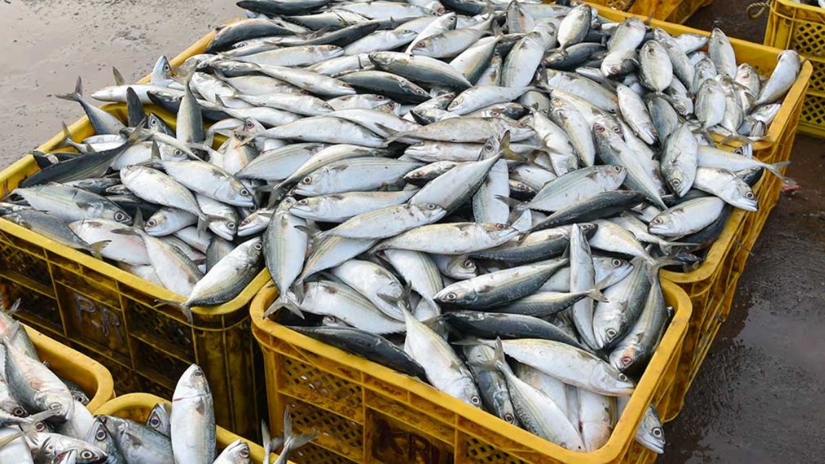 largest importer of indian seafood largest-importer-of-indian-seafood