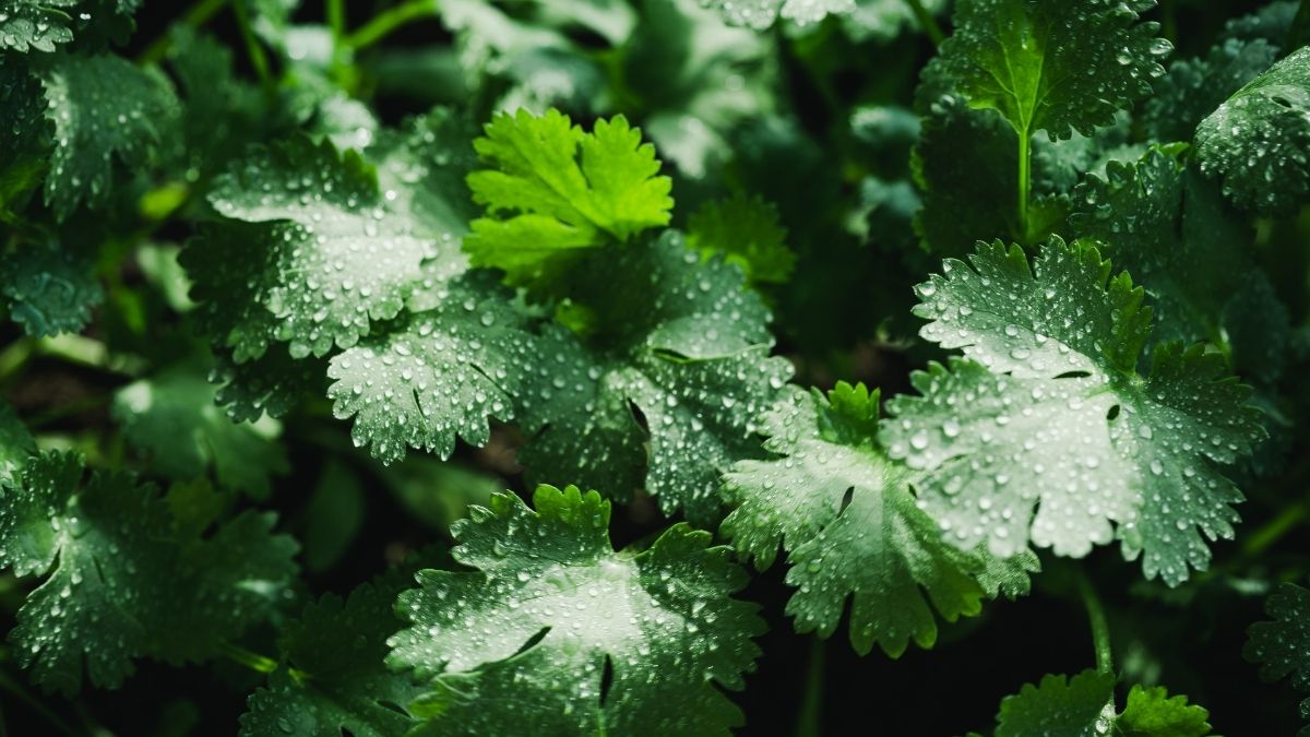 Scientific Name of Coriander (1)