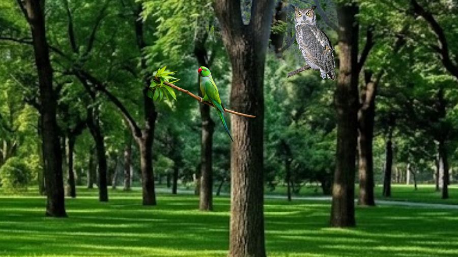 spot the owl-solution