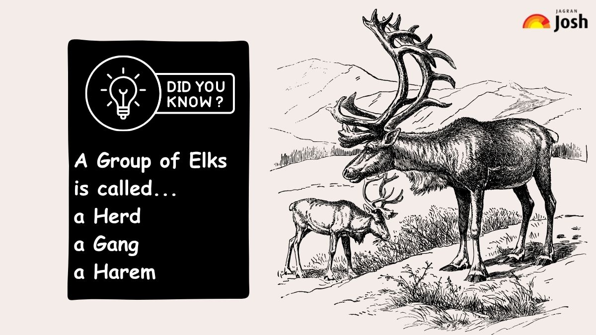 A group of Elks is called