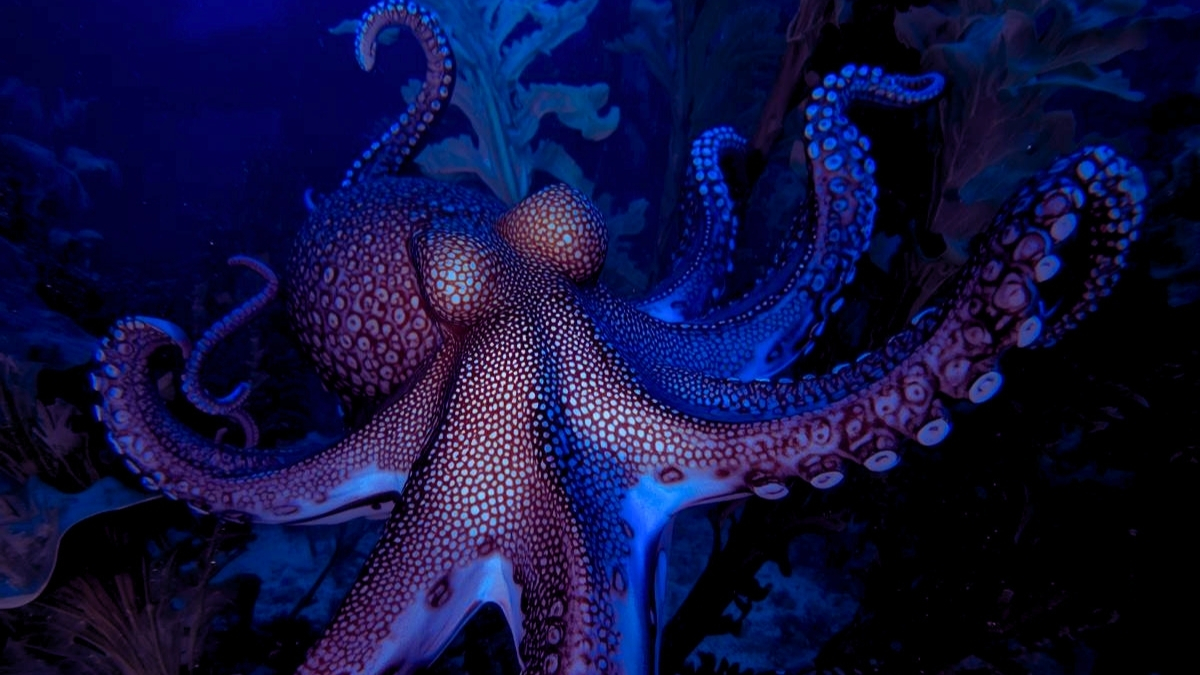 worlds oldest octopus