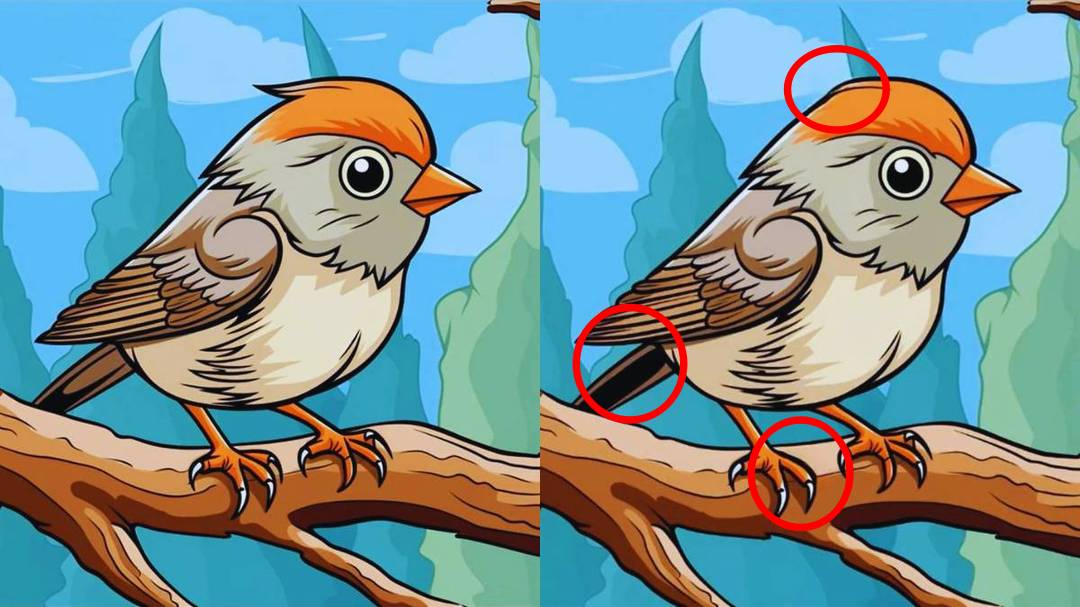 Spot the differnces bird on a tree solution