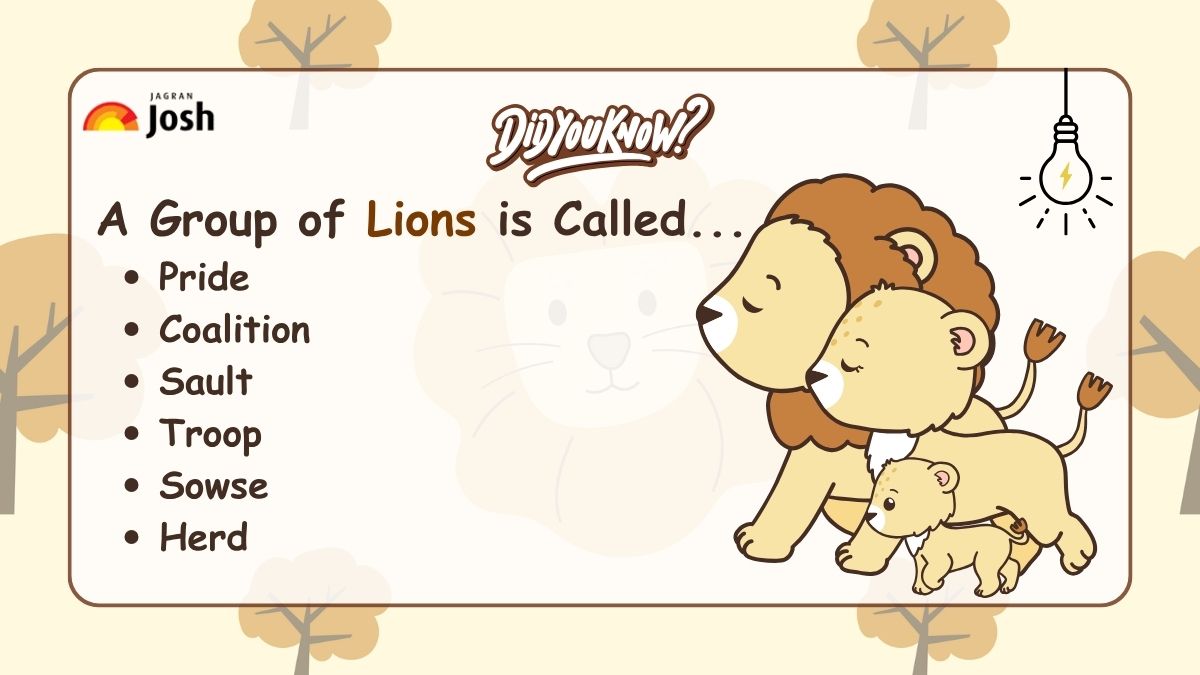 A group of Lions is called