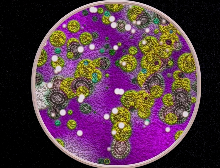 Gold Eating Fungus (3)