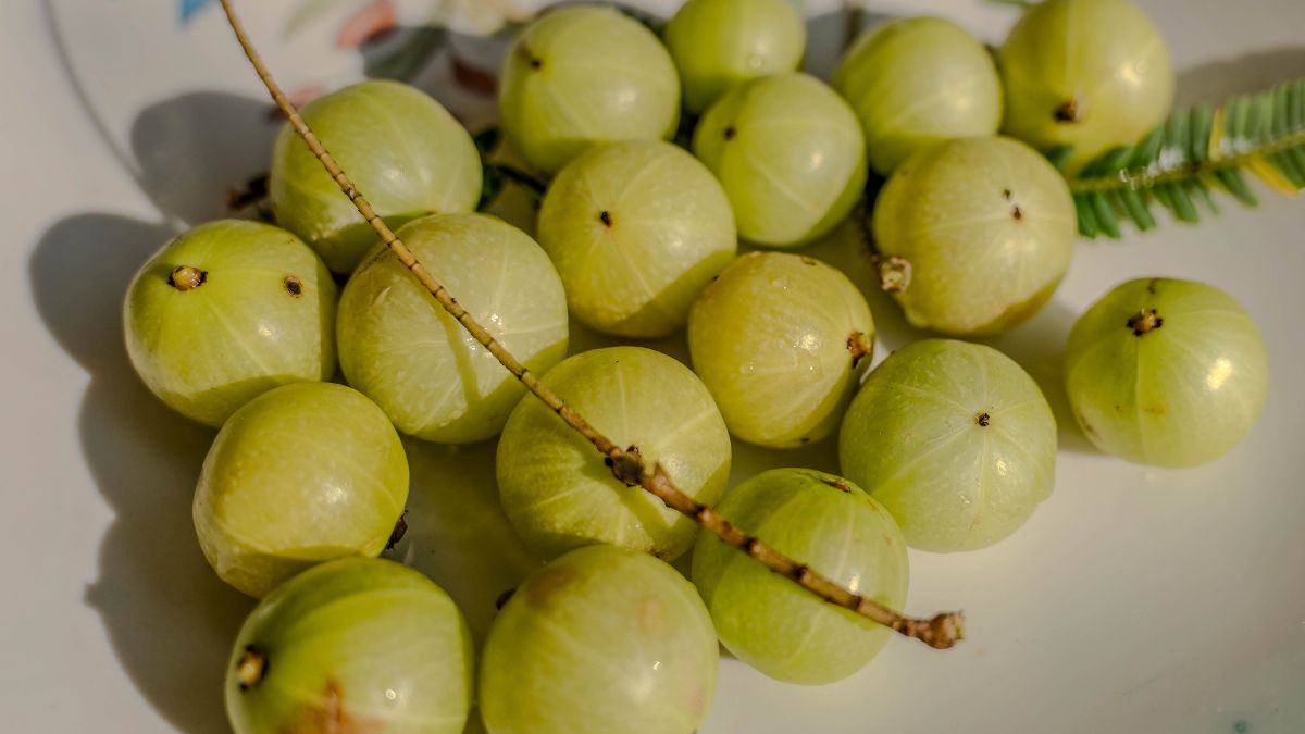 largest producer of amla in the world