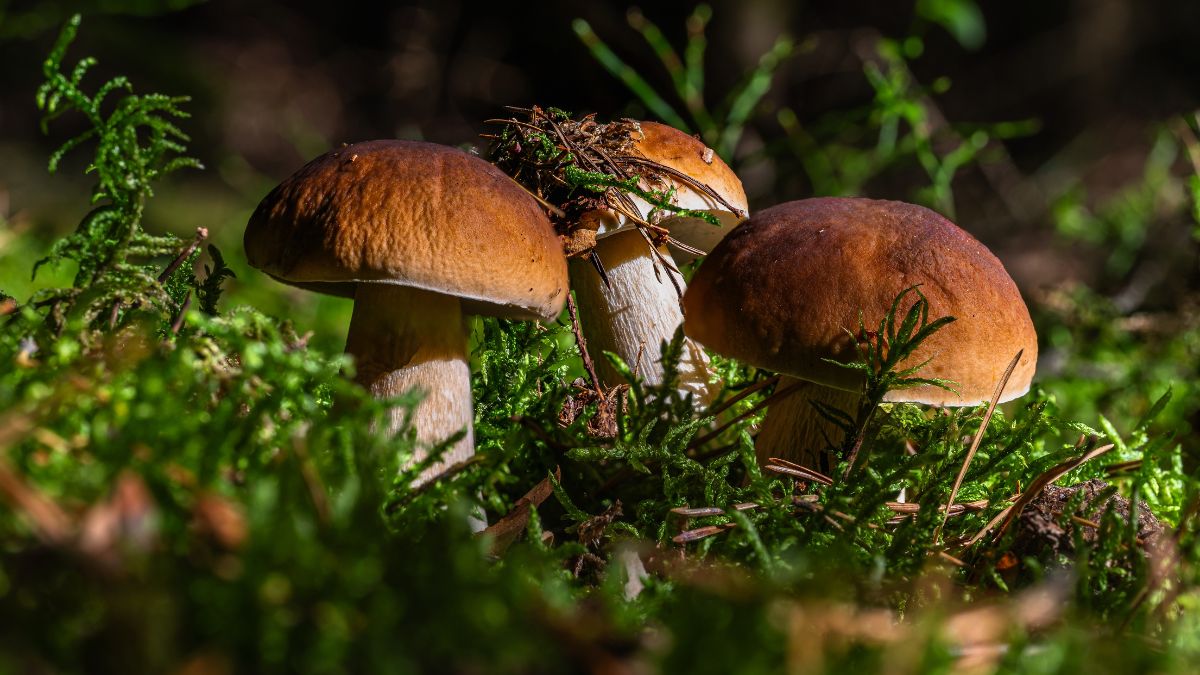 largest producer of mushroom in the world