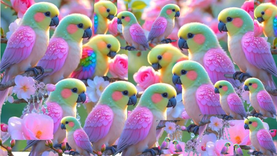 count the number of parrots