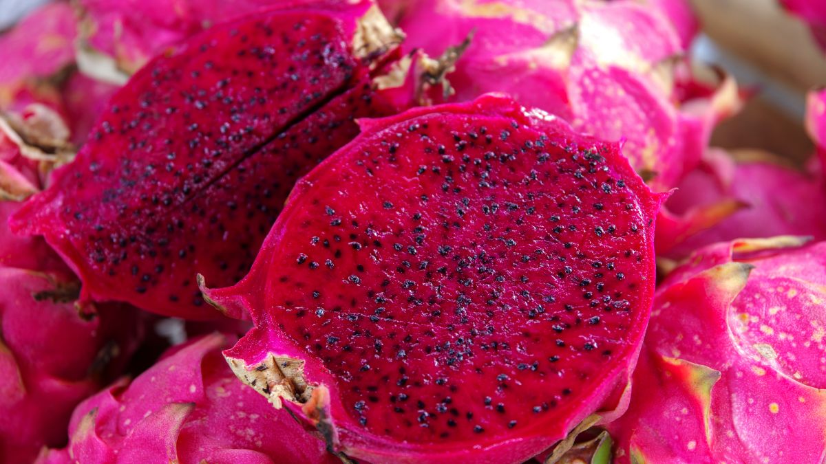 dragon fruit producer