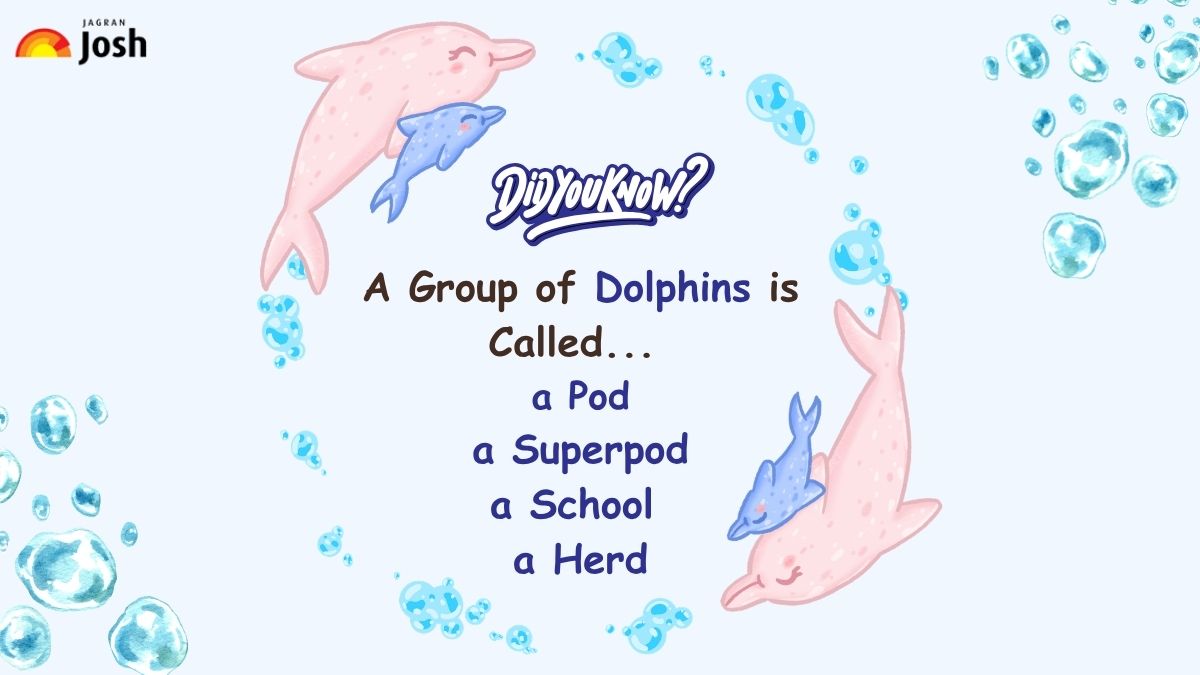 A group of Dolphins is called