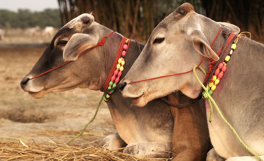 sonepur-cattle-fair-bihar-2-fes-body
