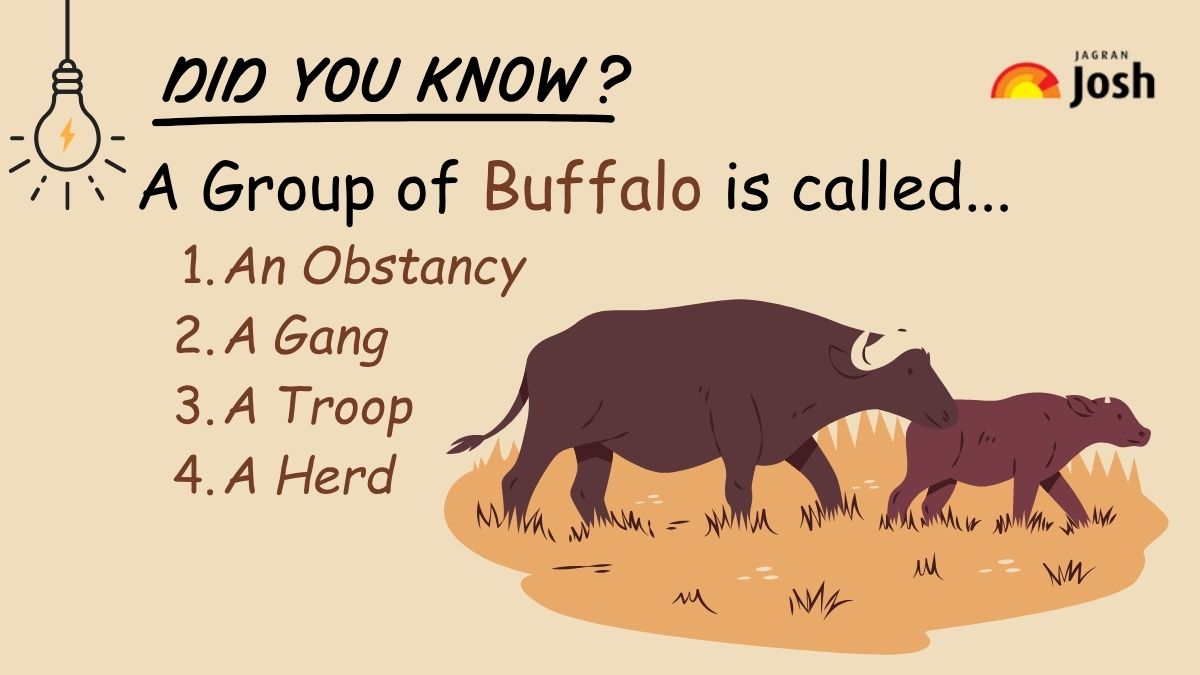 A Group of Buffalo is called