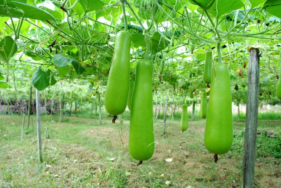 Largest Producer of Bottle Gourds in India-1
