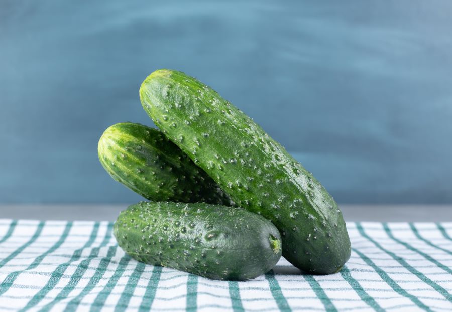 Largest Producer of Cucumber in India-1