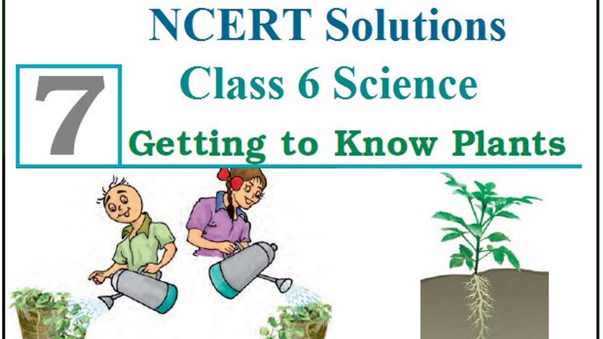 NCERT Solutions for Class 6 Science Chapter 7: Getting to Know Plants