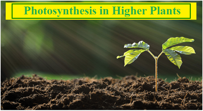 Photosynthesis in Higher Plants: NCERT Solutions