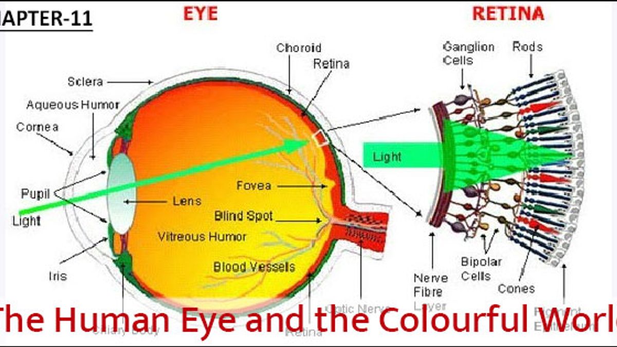  The Human Eye and the Colourful World