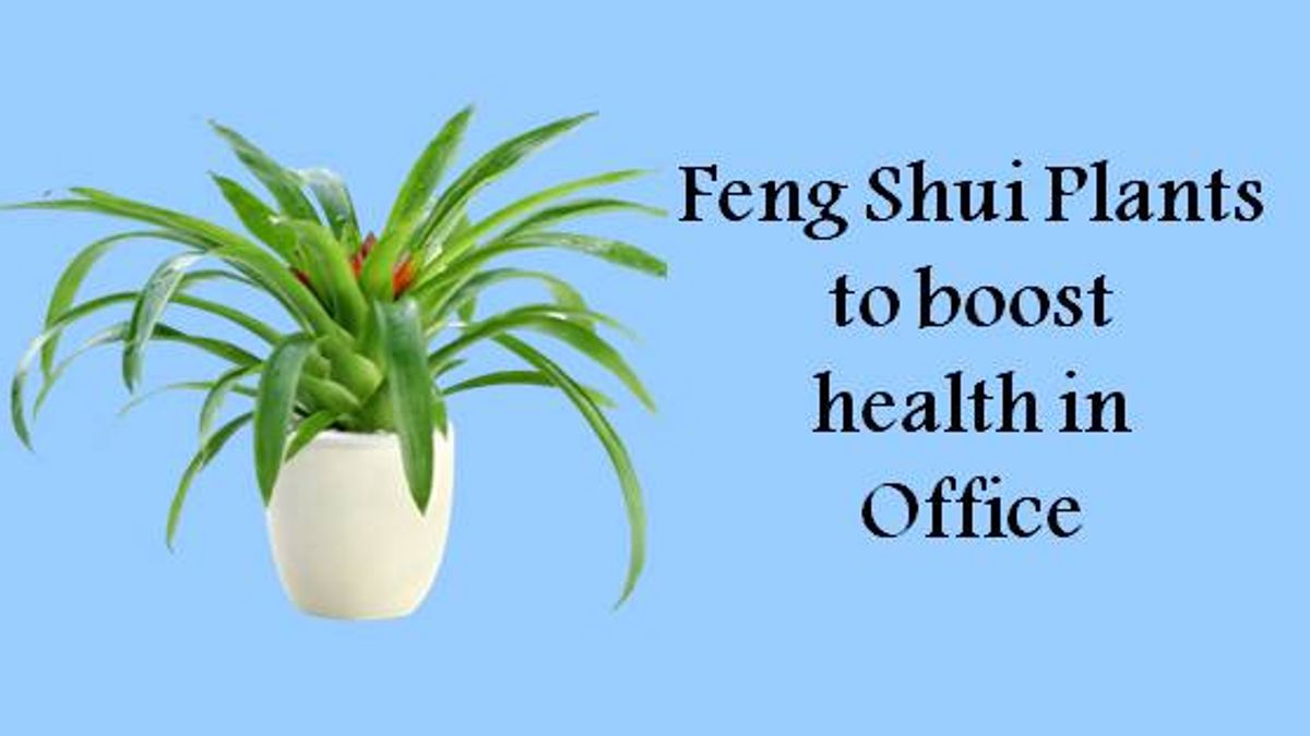 Feng Shui Plants to purify air and boost your office health