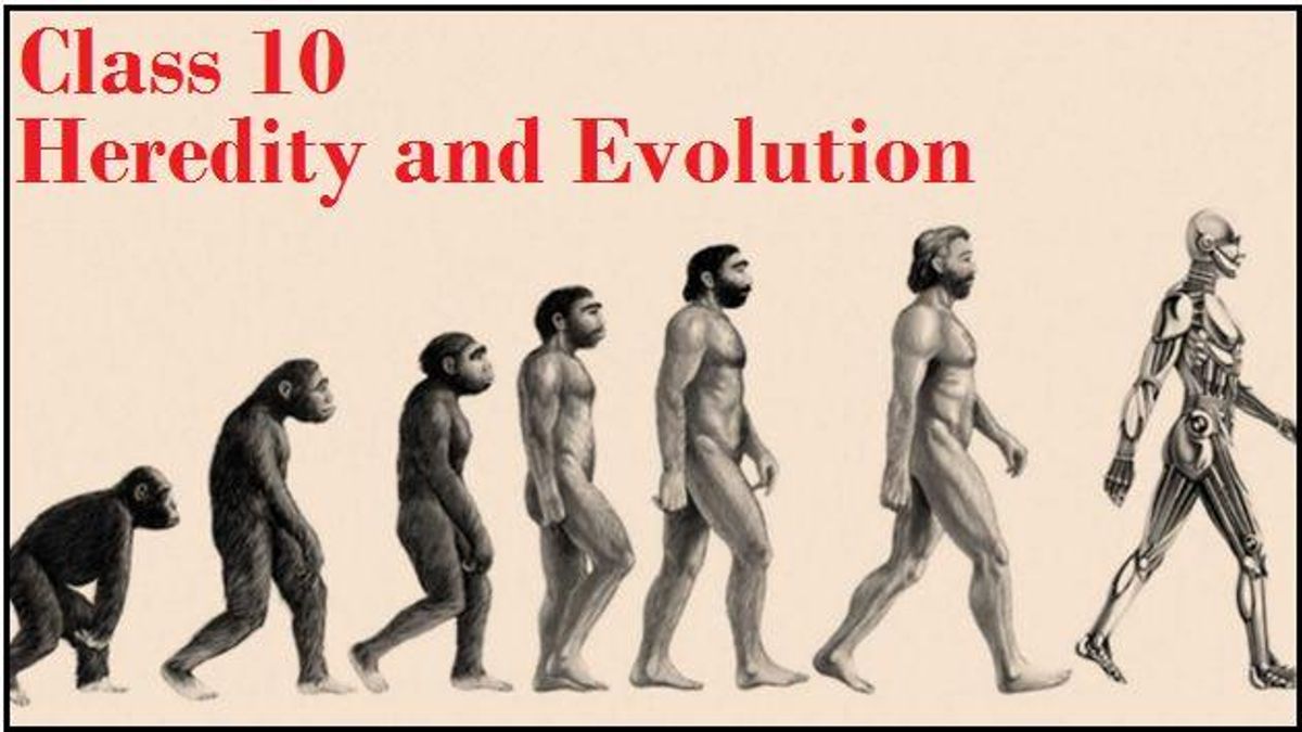Heredity and Evolution: NCERT Solutions