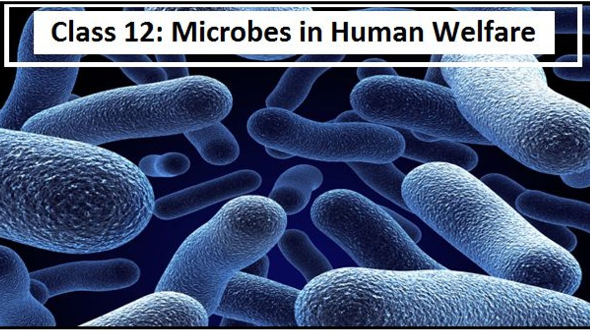 NCERT Exemplar Solutions: Microbes in Human Welfare