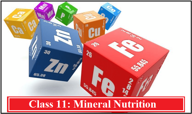 Mineral Nutrition: NCERT Solutions